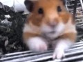 Chomik
