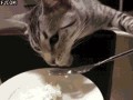 Cute cat