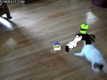 Dolan pls