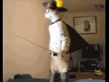 Zorro