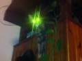 Lazzer cat