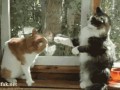 Cat fight