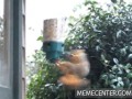 Squirrel fail
