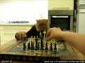 Szachy