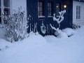 Snieg i kot