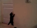Spiderkoty