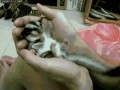 Boks