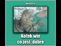 Kotek wie co jest dobre 