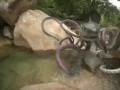 Sharctopus