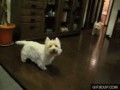 Westies