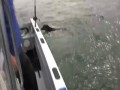Pies kuszony przez delfiny wskakuje do wody