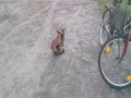 Jak jest ochota to i pies kota wyłomota?