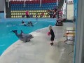 Delfin bawi się z dzieckiem