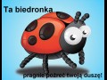 Biedronka chaosu