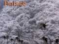 Dzien legalizacji ziola w pl