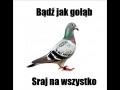Badz jak golamb