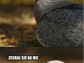 Gdyby ktos ci nasral na auto