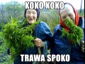 Koko koko trawa spoko