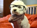 Hipster pies