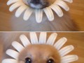Flowerdog