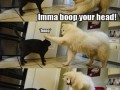 Hey cat