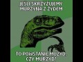 Krzyzowka murzyna z zydem