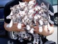 Kittens