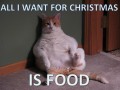 Fat cat