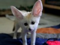 Fenek