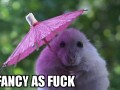 Fancy as fuck