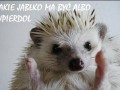 Jeż