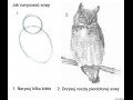 Jak narysować sowę