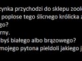 Królicek