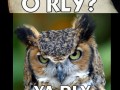 O rly ya rly no wai