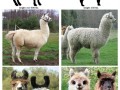 Lama i alpaka