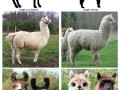 Lama vs alpaka