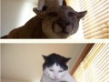 Llol