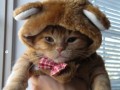 Moar catz