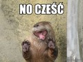 No cześć