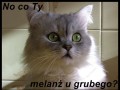 No co ty melanz u grubego gruby