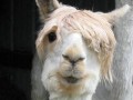 Lama