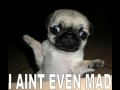 Mops