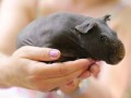 Little hippo