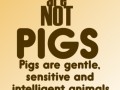 Men are pigs