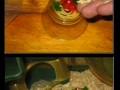 Spagheti dla malego przyjaciela