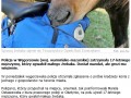 Zycie zycie jest nobelon a 17 latek zgwalcil konia