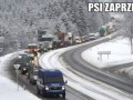 Psi zaprzeg