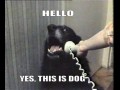 Yes this is dog 