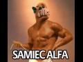 Samiec alfa