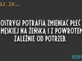 Płeć